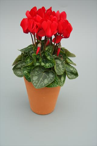photo of flower to be used as: Pot and bedding Cyclamen persicum mini Picola Red