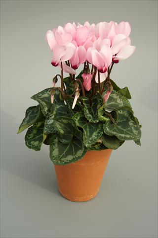 photo of flower to be used as: Pot and bedding Cyclamen persicum mini Picola Soft Pink Eye