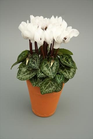 photo of flower to be used as: Pot and bedding Cyclamen persicum mini Picola White