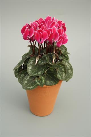 photo of flower to be used as: Pot and bedding Cyclamen persicum mini Picola Wine Red Flame