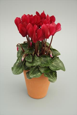 photo of flower to be used as: Pot and bedding Cyclamen persicum mini Picola Wine Red
