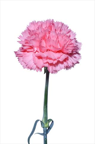 photo of flower to be used as: Cutflower Dianthus caryophyllus Bergamasco