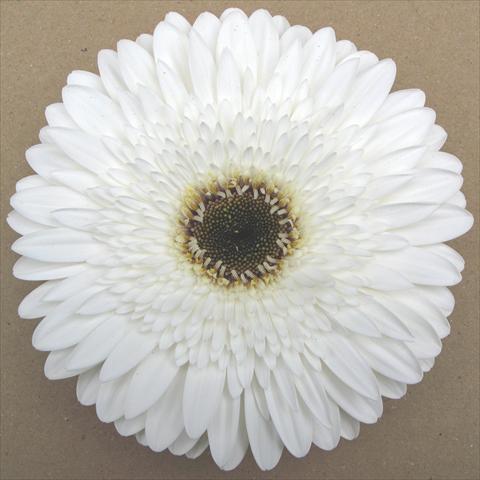 photo of flower to be used as: Pot Gerbera jamesonii RE-AL® Minerva