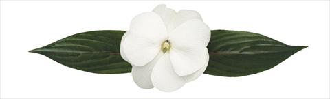 photo of flower to be used as: Pot, bedding, patio, basket Impatiens N. Guinea Paradise® Loiza®