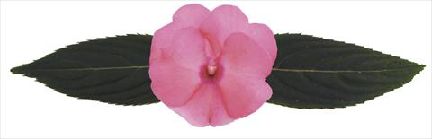 photo of flower to be used as: Pot, bedding, patio, basket Impatiens N. Guinea RE-AL® Volans®