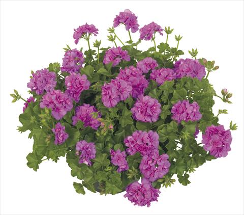 photo of flower to be used as: Pot, patio, basket Pelargonium peltatum RE-AL® Alpha Leonis®
