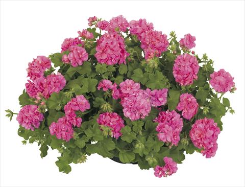 photo of flower to be used as: Pot, patio, basket Pelargonium peltatum RE-AL® Dione®