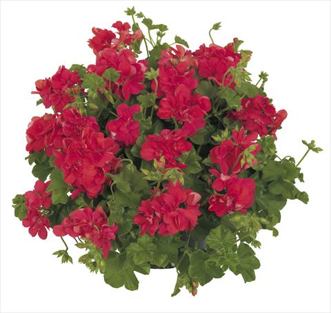 photo of flower to be used as: Pot, patio, basket Pelargonium peltatum RE-AL® Lynx®