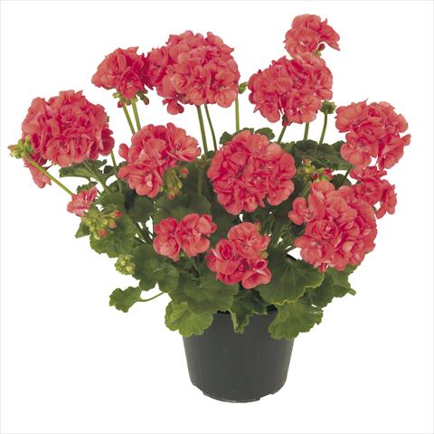 photo of flower to be used as: Pot, patio, basket Pelargonium peltatum RE-AL® Ambrosia®