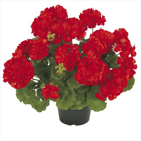 photo of flower to be used as: Pot Pelargonium zonale RE-AL® Asterion®