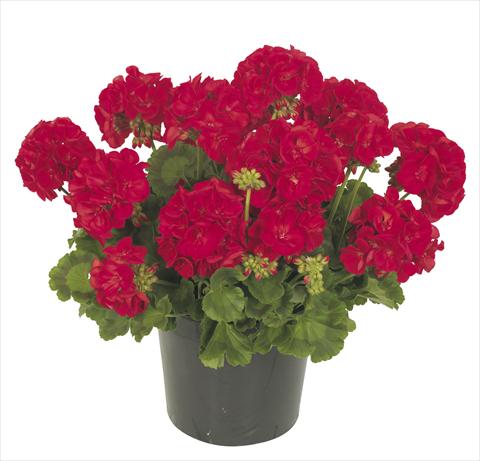 photo of flower to be used as: Pot, patio, basket Pelargonium peltatum RE-AL® Circinus®