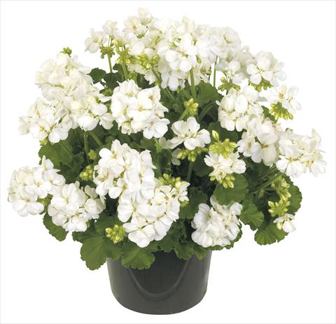 photo of flower to be used as: Pot, patio, basket Pelargonium peltatum RE-AL® Columba®