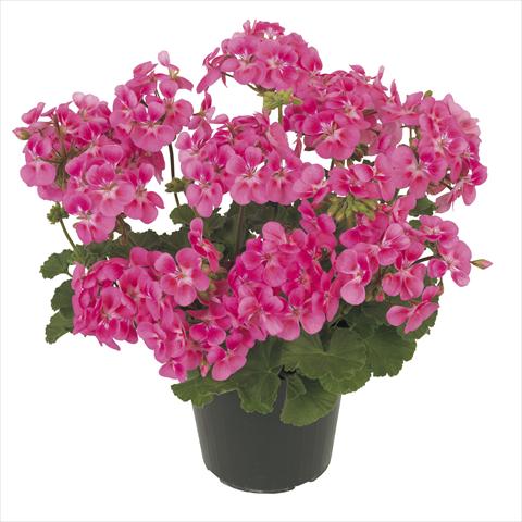 photo of flower to be used as: Pot, patio, basket Pelargonium peltatum RE-AL® Eudora®