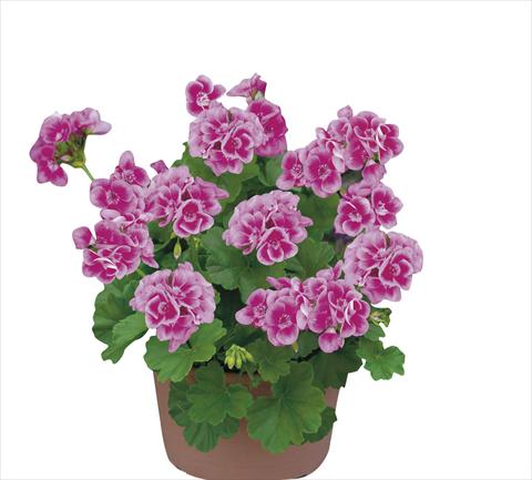 photo of flower to be used as: Pot Pelargonium zonale pac® Flower Fairy Rose®