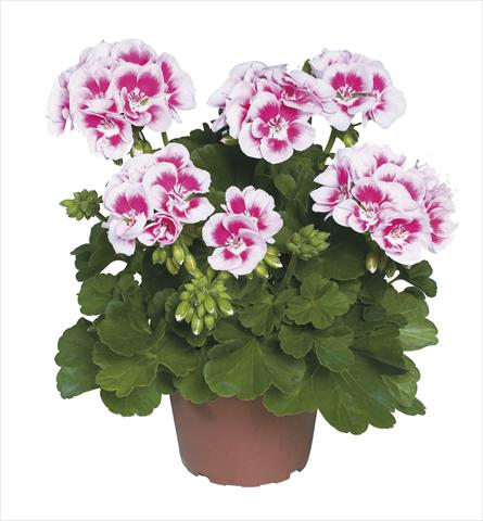 photo of flower to be used as: Pot Pelargonium zonale pac® Flower Fairy White Splash®