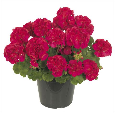 photo of flower to be used as: Pot, patio, basket Pelargonium peltatum RE-AL® Inedito 76969®