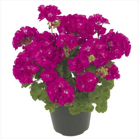 photo of flower to be used as: Pot, patio, basket Pelargonium peltatum RE-AL® Maia®