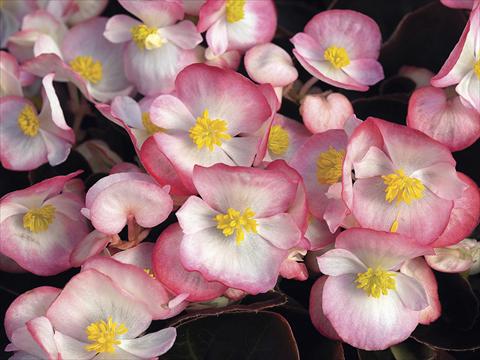 photo of flower to be used as: Bedding / border plant Begonia semperflorens Bada Boom Rose Bicolor