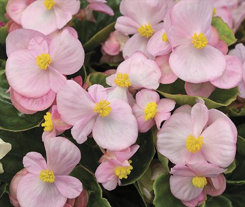 photo of flower to be used as: Bedding / border plant Begonia semperflorens Bada Bing Soft Pink