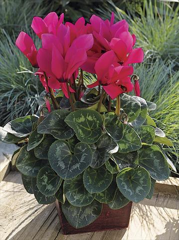 photo of flower to be used as: Patio, pot Cyclamen persicum Sierra Synchro Deep Rose