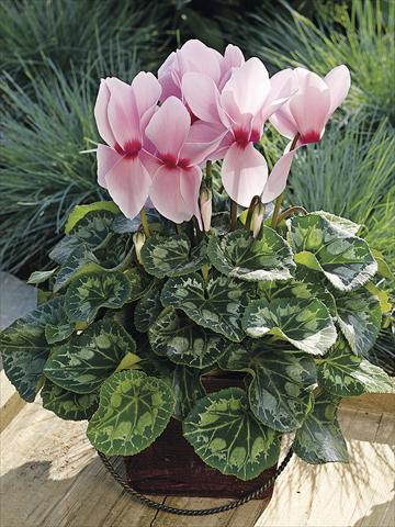 photo of flower to be used as: Patio, pot Cyclamen persicum Sierra Synchro Light Pink with Eye
