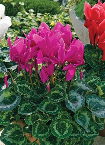 photo of flower to be used as: Patio, pot Cyclamen persicum Sierra Synchro Purple