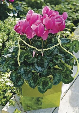 photo of flower to be used as: Patio, pot Cyclamen persicum Sierra Synchro Rose