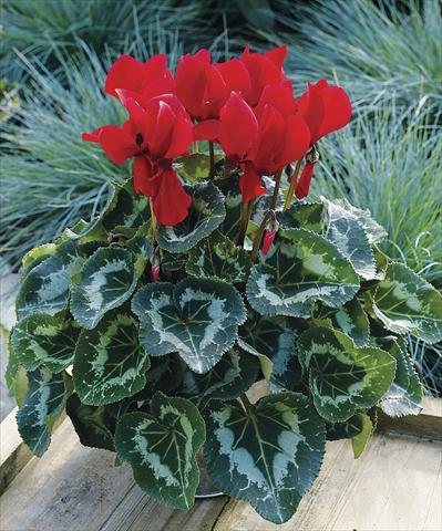photo of flower to be used as: Patio, pot Cyclamen persicum Sierra Synchro Scarlet