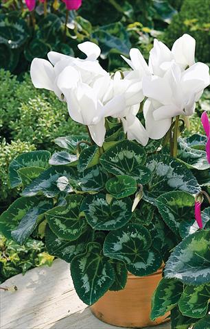 photo of flower to be used as: Patio, pot Cyclamen persicum Sierra Synchro White