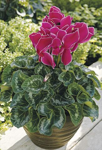 photo of flower to be used as: Patio, pot Cyclamen persicum Sierra Synchro Wine Flame