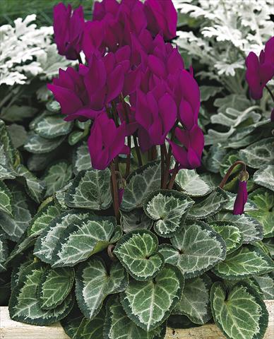 photo of flower to be used as: Pot, bedding, patio Cyclamen persicum Silverheart Purple
