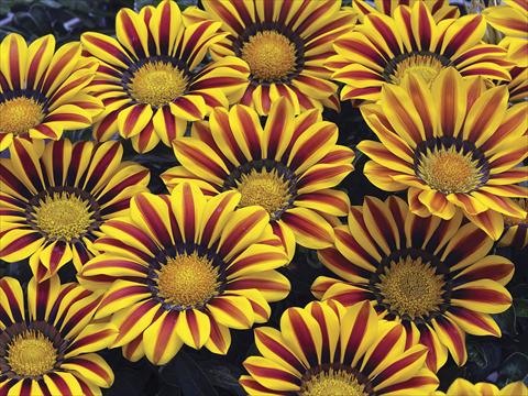 photo of flower to be used as: Bedding / border plant Gazania splendens Big Kiss Yellow Flame