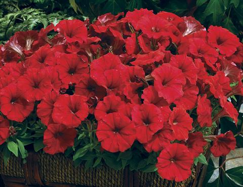 photo of flower to be used as: Bedding / border plant Petunia milliflora Picobella Red
