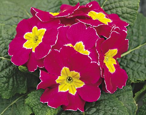 photo of flower to be used as: Bedding / border plant Primula acaulis, veris, vulgaris Orion Rose Frost