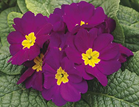 photo of flower to be used as: Bedding / border plant Primula acaulis, veris, vulgaris Orion Violet