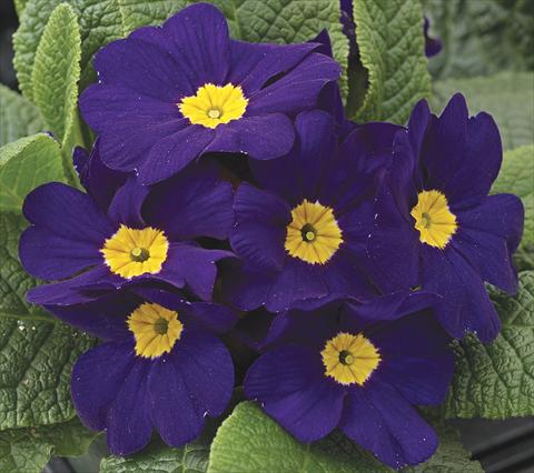 photo of flower to be used as: Bedding / border plant Primula acaulis, veris, vulgaris Primera Blue