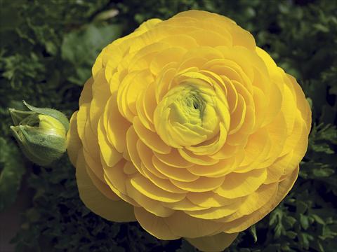 photo of flower to be used as: Patio, bedding Ranunculus asiaticus Magic Yellow