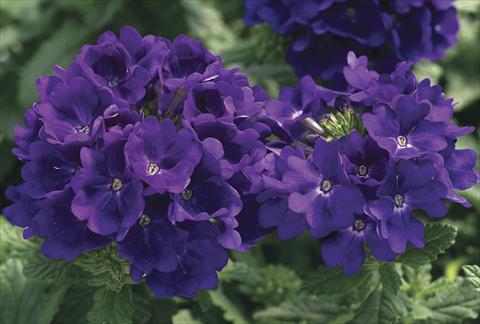 photo of flower to be used as: Bedding pot or basket Verbena Tuscany Blue