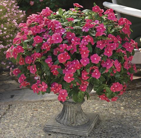 photo of flower to be used as: Bedding, patio, basket Catharanthus roseus - Vinca Cora Cascade Cherry