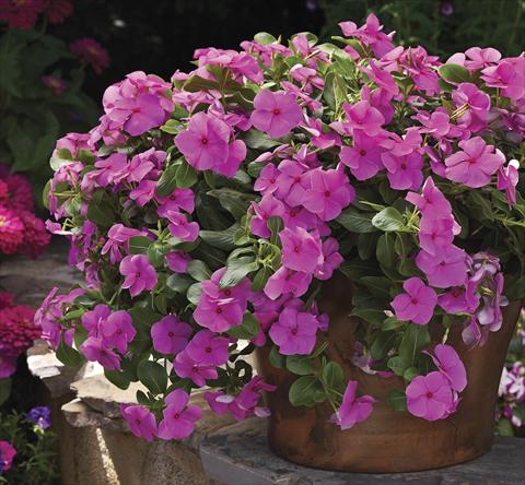 photo of flower to be used as: Bedding, patio, basket Catharanthus roseus - Vinca Cora Cascade Lilac