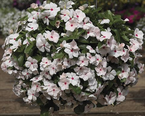 photo of flower to be used as: Bedding, patio, basket Catharanthus roseus - Vinca Cora Cascade PeachBlush