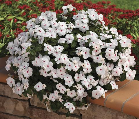 photo of flower to be used as: Bedding, patio, basket Catharanthus roseus - Vinca Cora Cascade WhitePolkaDot