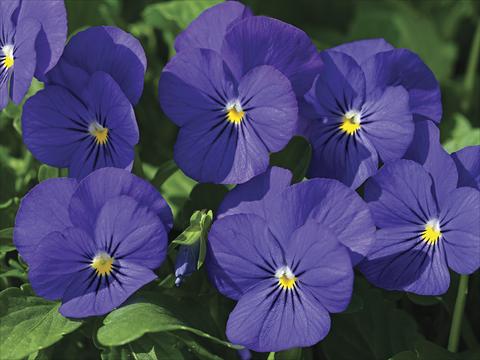 photo of flower to be used as: Bedding / border plant Viola cornuta Penny Blue