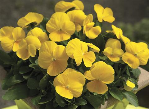 photo of flower to be used as: Bedding / border plant Viola cornuta Penny Clear Yellow