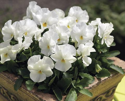 photo of flower to be used as: Bedding / border plant Viola cornuta Penny White