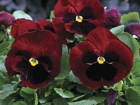 photo of flower to be used as: Bedding / border plant Viola wittrockiana Mammoth Big Red