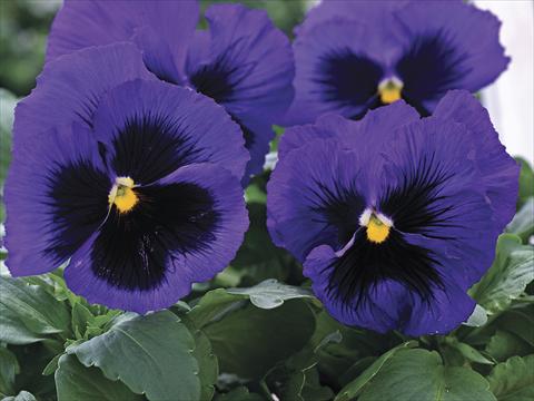 photo of flower to be used as: Bedding / border plant Viola wittrockiana Mammoth Blue-Ti-Full