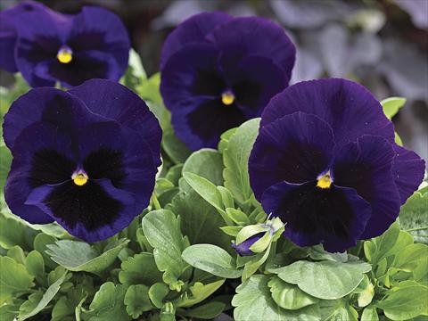 photo of flower to be used as: Bedding / border plant Viola wittrockiana Mammoth Deep Blue Dazzle