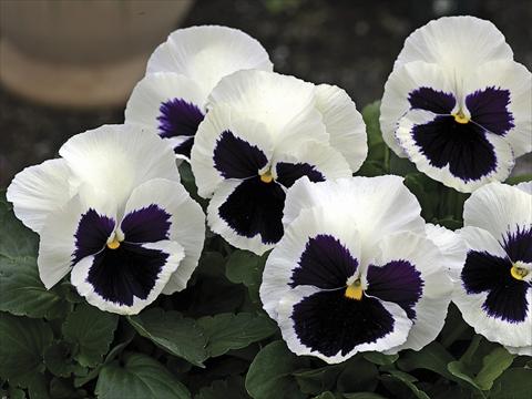 photo of flower to be used as: Bedding / border plant Viola wittrockiana Mammoth Glamarama White