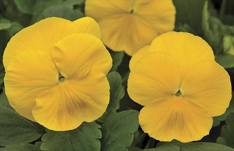 photo of flower to be used as: Bedding / border plant Viola wittrockiana Mammoth Prima Yellorina